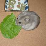 小松菜を食べるコーキ