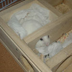 じっとしているアイ