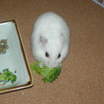 ブロッコリーを齧るアイ