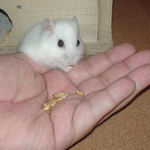 エン麦を食べるアイ