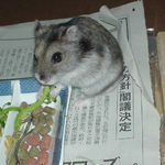 ブロッコリーを食べるユウキ