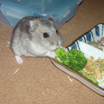 ブロッコリーに齧りつくコーキ