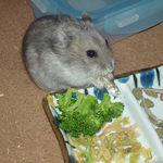 煮干を食べるコーキ