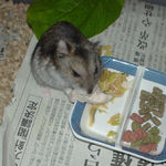 蒸し鶏を食べるユウキ