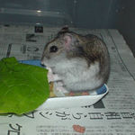 まだ、蒸し鶏を食べています