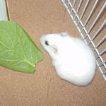 お気に召さなかったようです