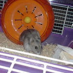 回し車から飛び降りています