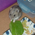 小松菜を食べるコーキ