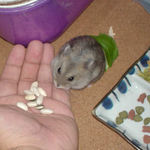 コメコメポップを食べるコーキ