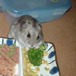 ブロッコリーに齧りつくコーキ