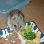 ミートジャーキーに齧りつくコーキ