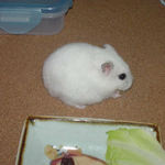 バナナチップを食べるアイ