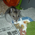 乾燥パパイヤを食べるユウキ