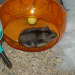 回し車を回すユウキ