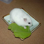 小松菜を食べるアイ