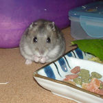 乾燥パパイヤを食べるコーキ