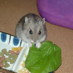 小松菜を食べるコーキ