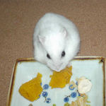 カボチャを食べるアイ