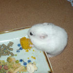 まだまだカボチャを食べるアイ