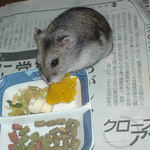 かぼちゃに食いつくユウキ