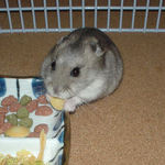 ハムスターのまんまを食べるコーキ