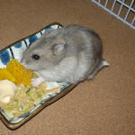 カボチャを食べるコーキ