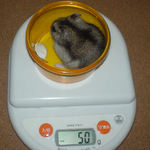 ユウキは太りました