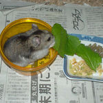 横着に小松菜を食べています