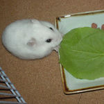 小松菜を食べるアイ