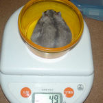 コーキは少し増えました