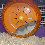 回し車を回すコーキ