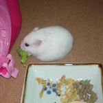 ブロッコリーを食べているアイ