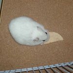 りんごチップを食べるアイ