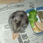 りんごチップを食べるユウキ