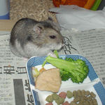 ブロッコリーを食べるユウキ