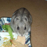 りんごチップを食べるコーキ