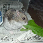 小松菜を食べるユウキ