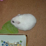 小松菜を食べるアイ