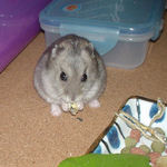 煮干を食べるコーキ