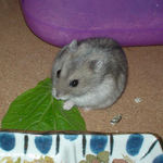 小松菜を食べるコーキ