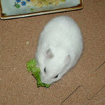 ブロッコリーを食べるアイ