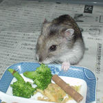 ブロッコリーに齧りつくユウキ