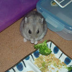 ブロッコリーを食べるコーキ