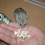 コメコメポップをいただくコーキ