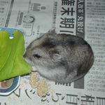 小松菜を食べるユウキ