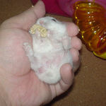 ようやく粟の穂腹出し食い