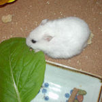 小松菜に食いつくアイ