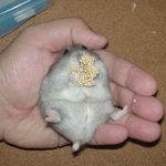 コーキも粟の穂腹出し食い