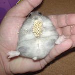 男らしく大股開き