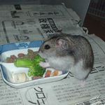 ブロッコリーを食べるユウキ